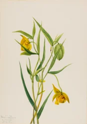 Golden Fairy Lantern Calochortus amabilis, 1936