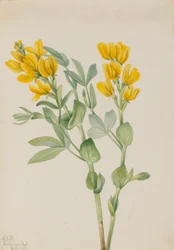 Goldenpea (Thermopsis rhombifolia)