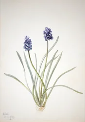Grape Hyacinth Muscari racemosum, 1920