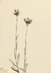 Gray Pussytoes (Antennaria howellii)