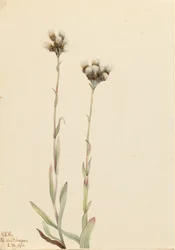 Gray Pussytoes Antennaria howellii, 1921.