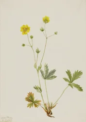 Grayleaf Fivefinger Potentilla glaucophylla