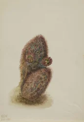 Green Strawberry Cactus Echinocereus Viridiflorus