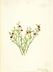 Grouse Whortleberry Vaccinium scoparium