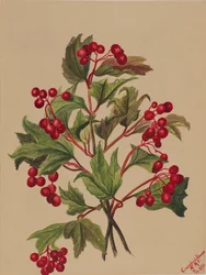 Grouseberry Viburnum americanum, 1880