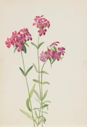 Hairy Phlox (Phlox amoena)