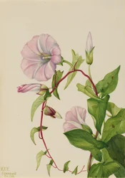 Hedge Bindweed Calystegia Convolvulus Sepium
