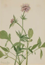 Heliotrope Valerian Valeriana sitchensis