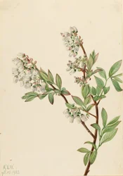 Highbush Blueberry (Vaccinium corymbosum)