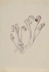 Indian Pipe (Monotropa uniflora)