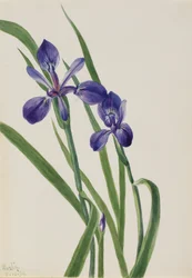 Iris Iris Species, 1939