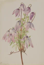 Jicarilla