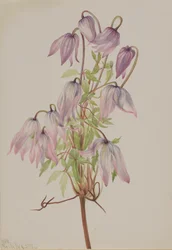 Jicarilla Clematis