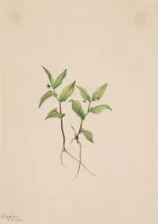 Kruhsea Kruhsea streptopoides