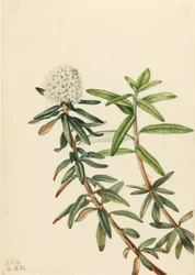 Labrador Tea