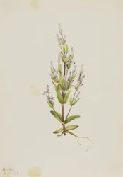 Ladder Gentian
