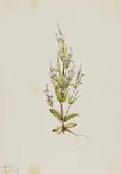 Ladder Gentian Gentiana acuta, 1916