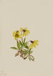 Lake Louise Arnica (Arnica louisiana)