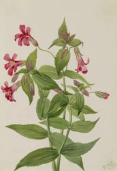 Lewis Monkey Flower
