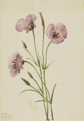 Lilac Mariposa Calochortus splendens, 1926