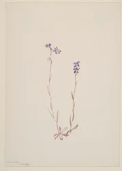 Lobelia Kalmii