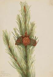 Lodgepole Pine (Pinus Contorta murrayana)