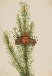 Lodgepole Pine Pinus Contorta murrayana