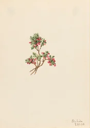 Low Whortleberry Vaccinium caespitosum, 1918