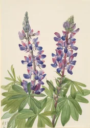 Lupine, 1935