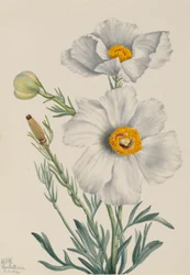Matilija Poppy