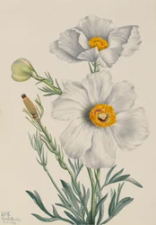 Matilija Poppy Romneya coulteri, 1931