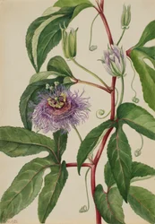 Maypop