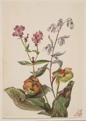 Meadow Beauty, Rattlesnake Root, Pitcherplant