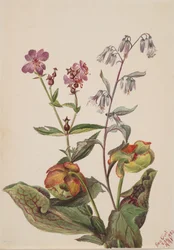 Meadow Beauty Rhexia virginica, Rattlesnake Root Nabalus albus, Pitcherplant