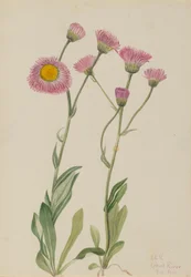 Meadow Fleabane Erigeron Speciosus, 1920