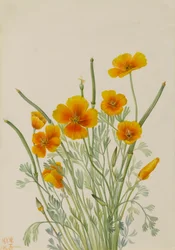 Mexican Poppy, 1927