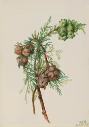 Monterey Cypress Cupressus macrocarpa