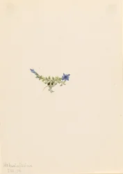 Moss Gentian