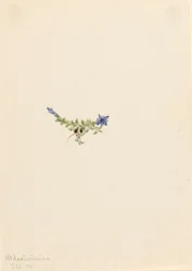 Moss Gentian, 1916