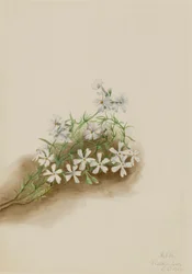 Moss Pink Phlox Subulate