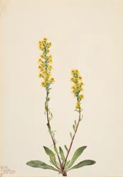 Mountain Goldenrod, 1921