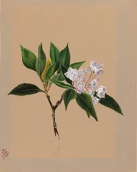 Mountain Laurel
