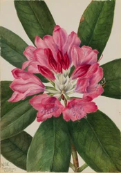 Mountain Rose-Bay