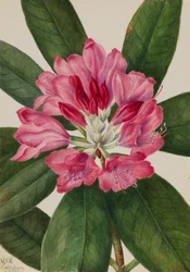 Mountain Rose-Bay Rhododendron Catawbiense, 1932