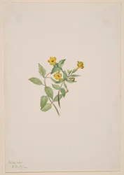 Musk-Flower