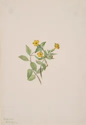 Musk-Flower Mimulus moschatus