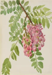 New Mexican Locust