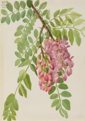 New Mexican Locust Robinia neomexicana