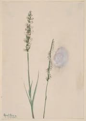 Nodding Ladies-Tresses (Ibidium cernum)