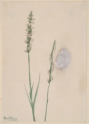 Nodding Ladies-Tresses Ibidium cernum, 1905